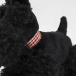 Load image into Gallery viewer, Egmont Pull Along - WALTER
