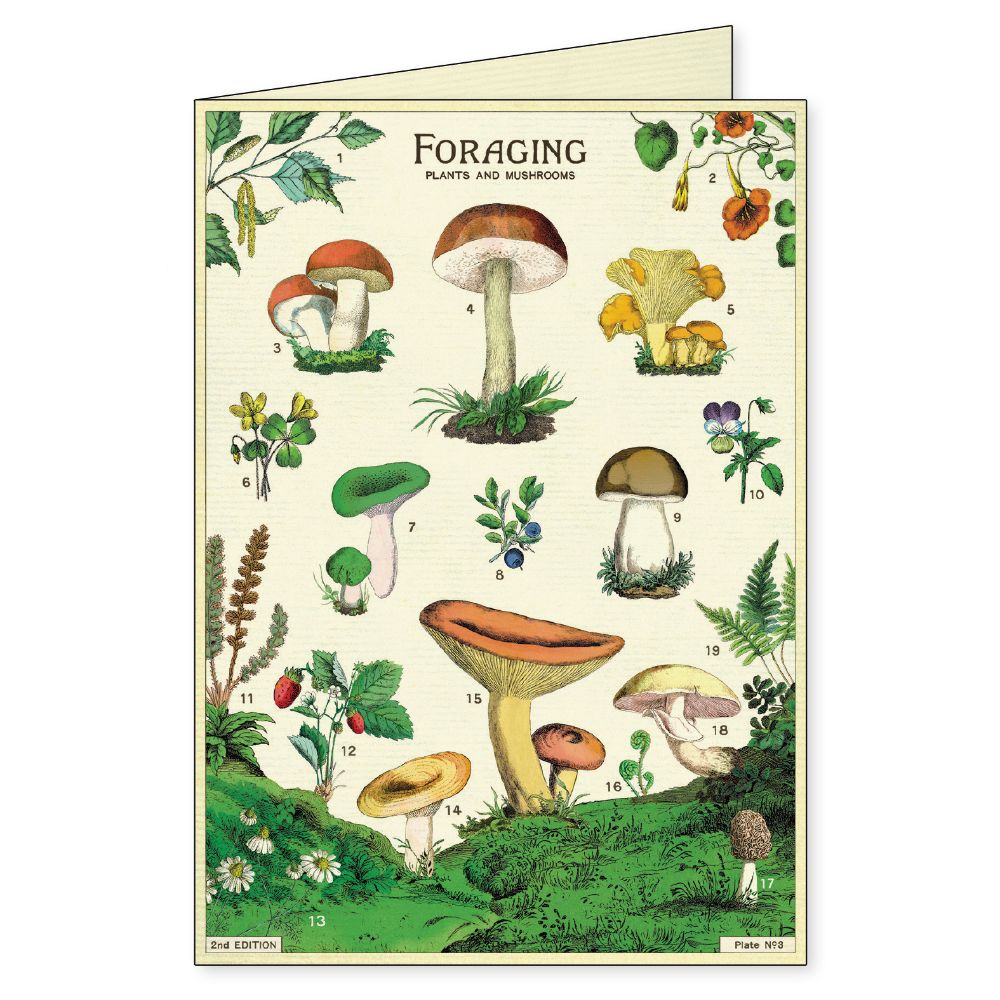 Cavallini - Boxed Notecards