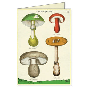 Cavallini - Boxed Notecards