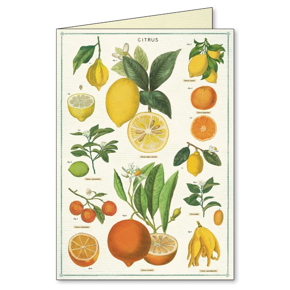 Cavallini - Boxed Notecards