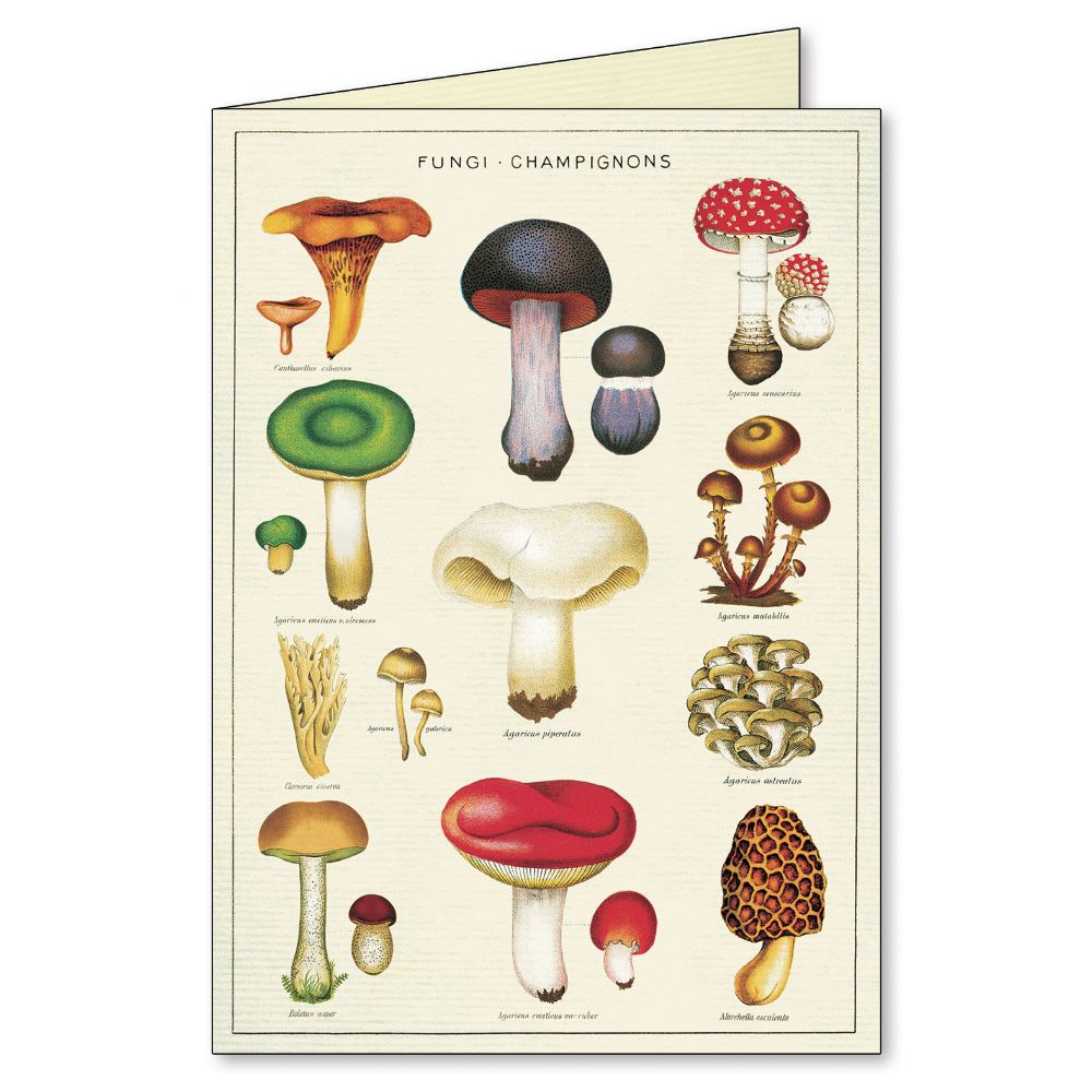 Cavallini - Boxed Notecards