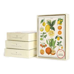 Cavallini - Boxed Notecards