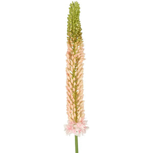 Florabelle - Fox Tail Stem 84cm Pink