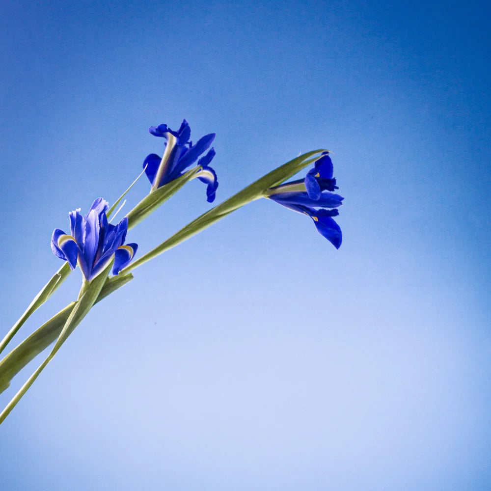 Panier Des Sens Blooming Iris - Hand Cream 30ml