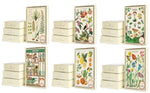 Load image into Gallery viewer, Cavallini - Boxed Notecards
